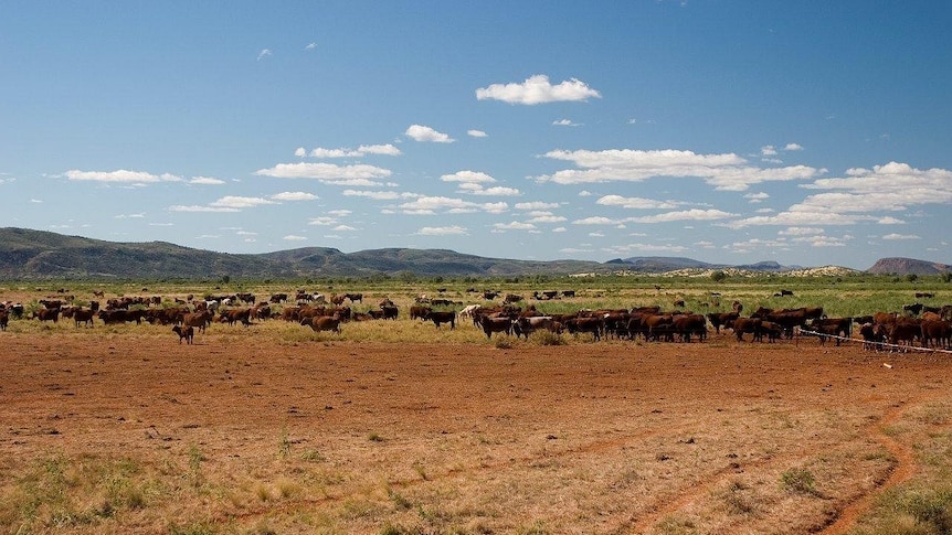 Cattle on Cheela Plains, WA