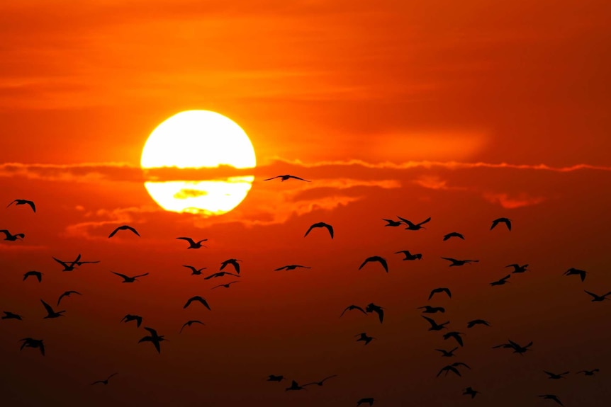 A setting sun with birds silhouetted in front of it.