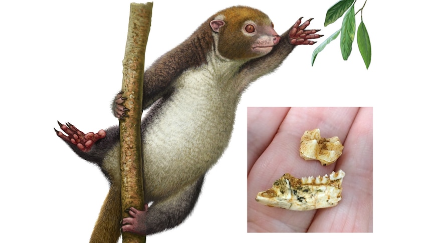 Graphic of possum, teeth