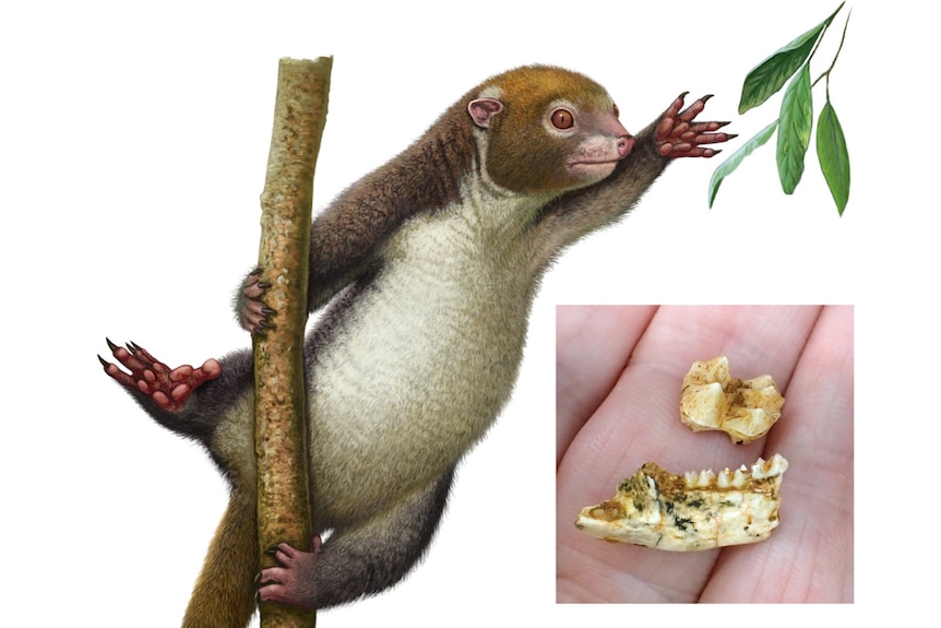 Graphic of possum, teeth