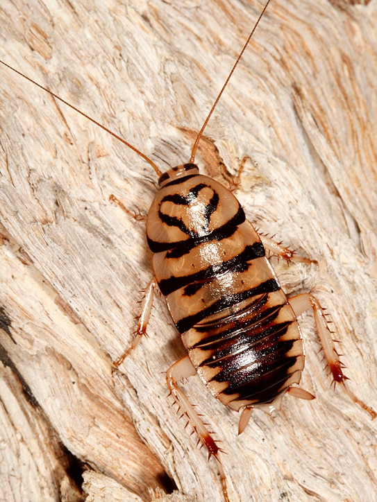 A striped brown and black cockroach clings to the bark of a tree.