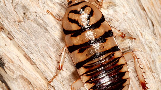 A striped brown and black cockroach clings to the bark of a tree.