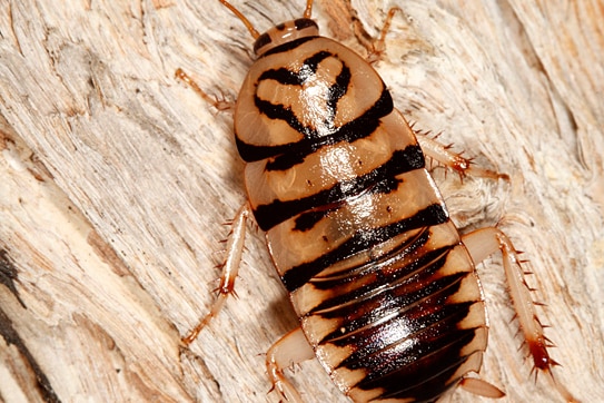 A striped brown and black cockroach clings to the bark of a tree.