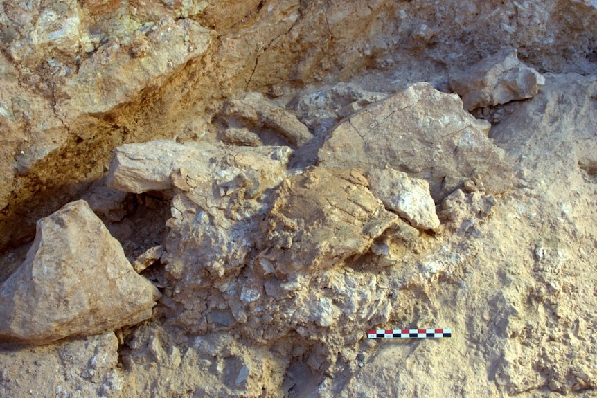 Fragments of an ancient Homo sapien amongst dirt and rocks