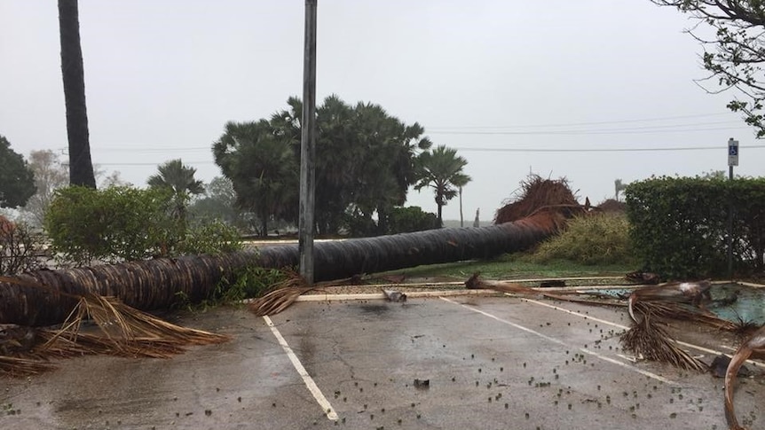 A large tree fallen across the road in Broome as the tropical low hits.