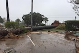 A large tree fallen across the road in Broome as the tropical low hits.