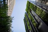 A high rise building with green plants coverig most of its facade.