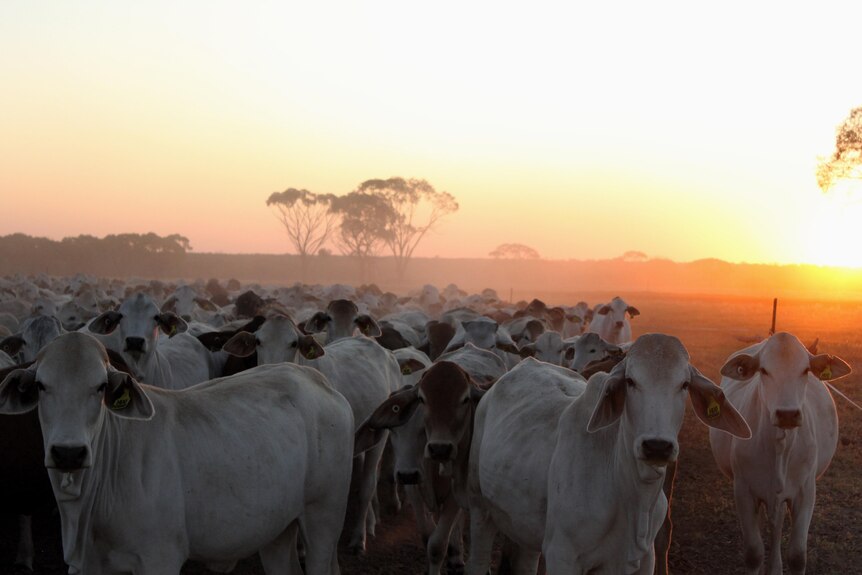 A mob of cattle in a paddock looking towards the camera with a sunset in the background