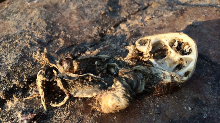 A mangled cane toad body that has dried out in the sun.