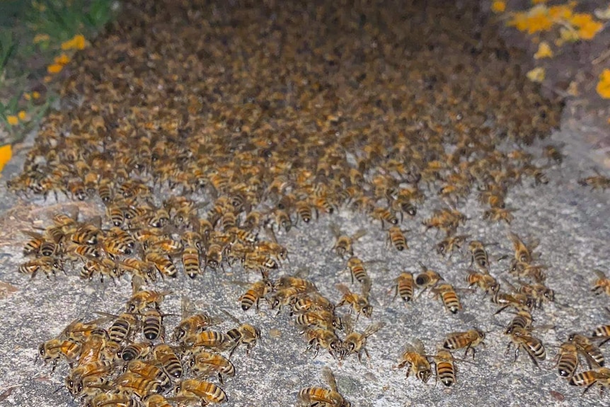 bees in a swarm on the ground