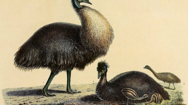 Illustration of two short legged emus and some emu chicks