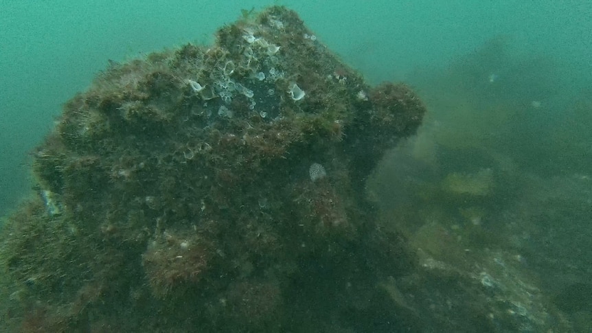 A large rock covered in oyster shells and seaweed under the water