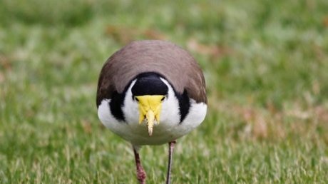 A masked lapwing front on