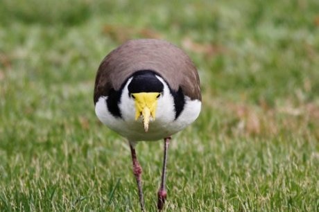 A masked lapwing front on