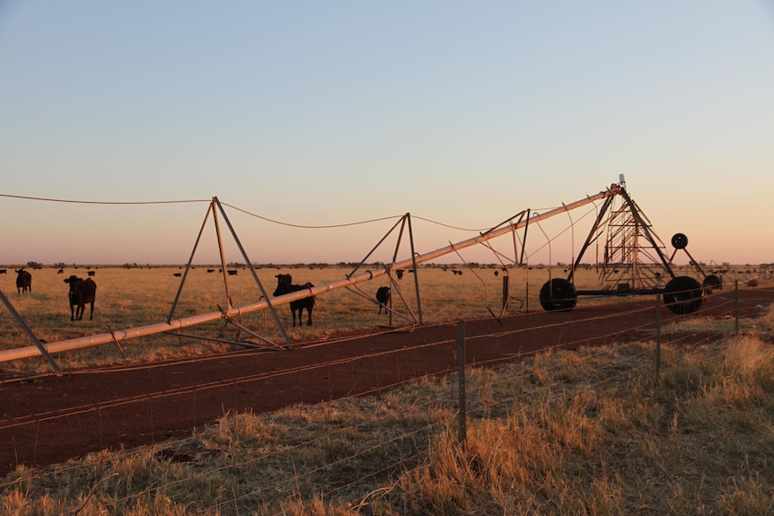 A broken centre pivot irrigator stands before black wagyu cattle at sunset 