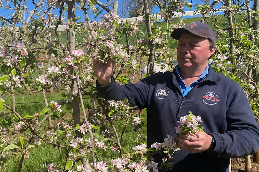 Man stands in front of and holds apple tree blossoms on a sunny day