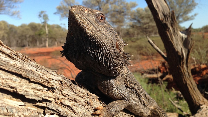 Central bearded dragon (Pogona vitticeps) in an arid environment