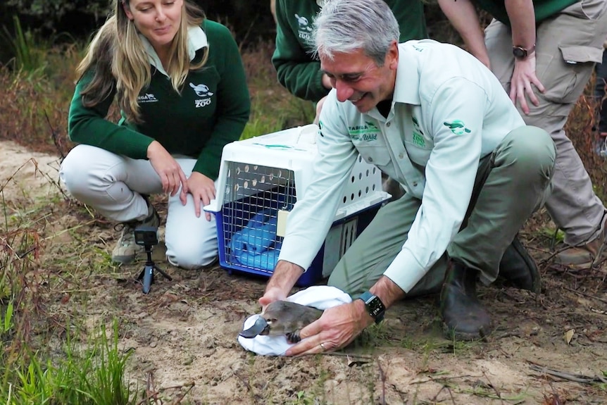 a wildlife office releases a platypus at a national park