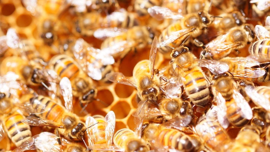 An extreme close up of bees on their honeycomb