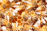 An extreme close up of bees on their honeycomb