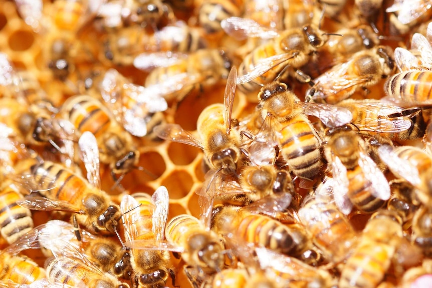 An extreme close up of bees on their honeycomb