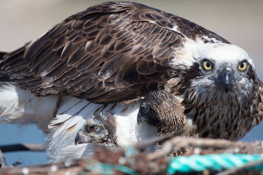 Mother osprey on a nest of sticks sheltering two young chicks