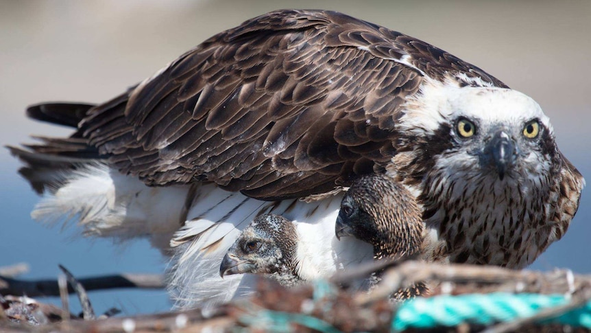 Mother osprey on a nest of sticks sheltering two young chicks