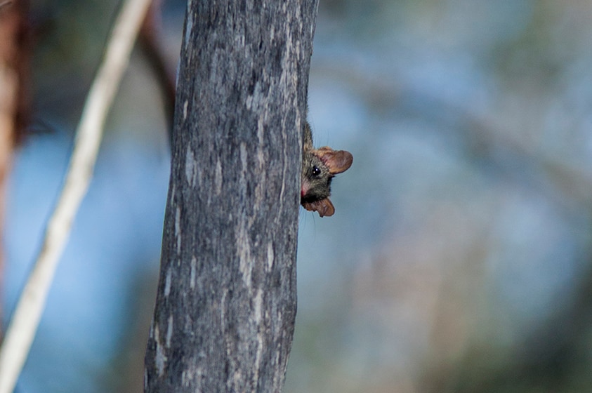 The cute but endangered red-tailed phascogale.