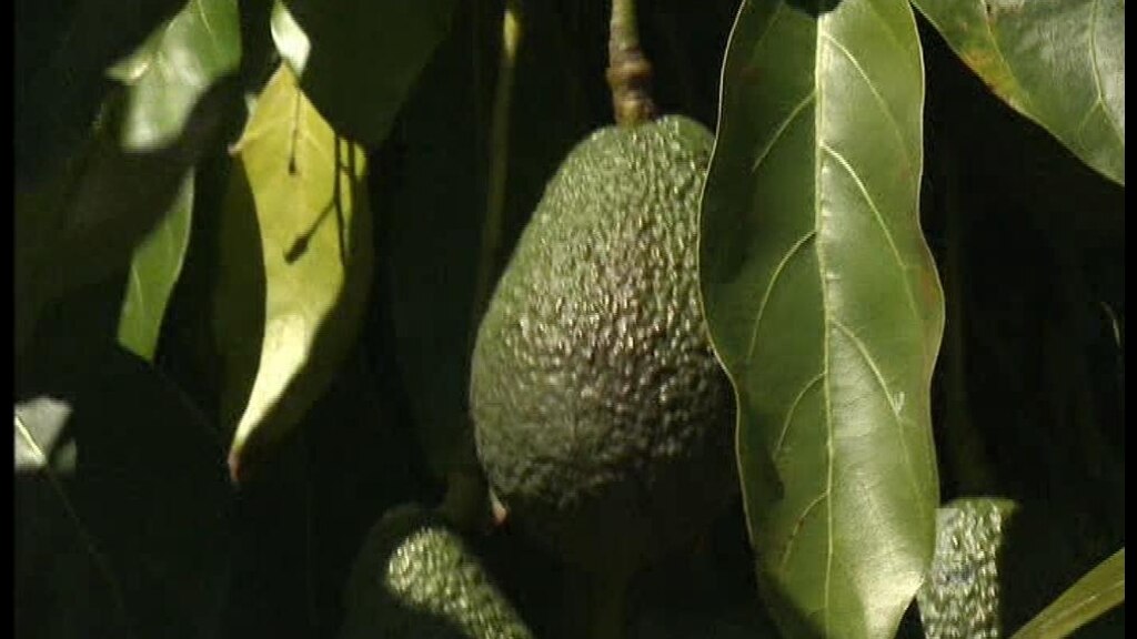 Holy guacamole - ABC News