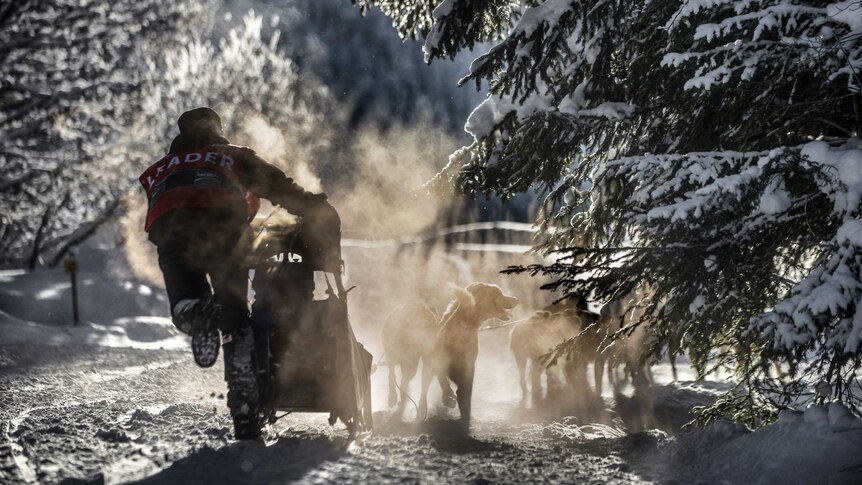 A musher heads through trees during the Grande Odyssee sledding race.