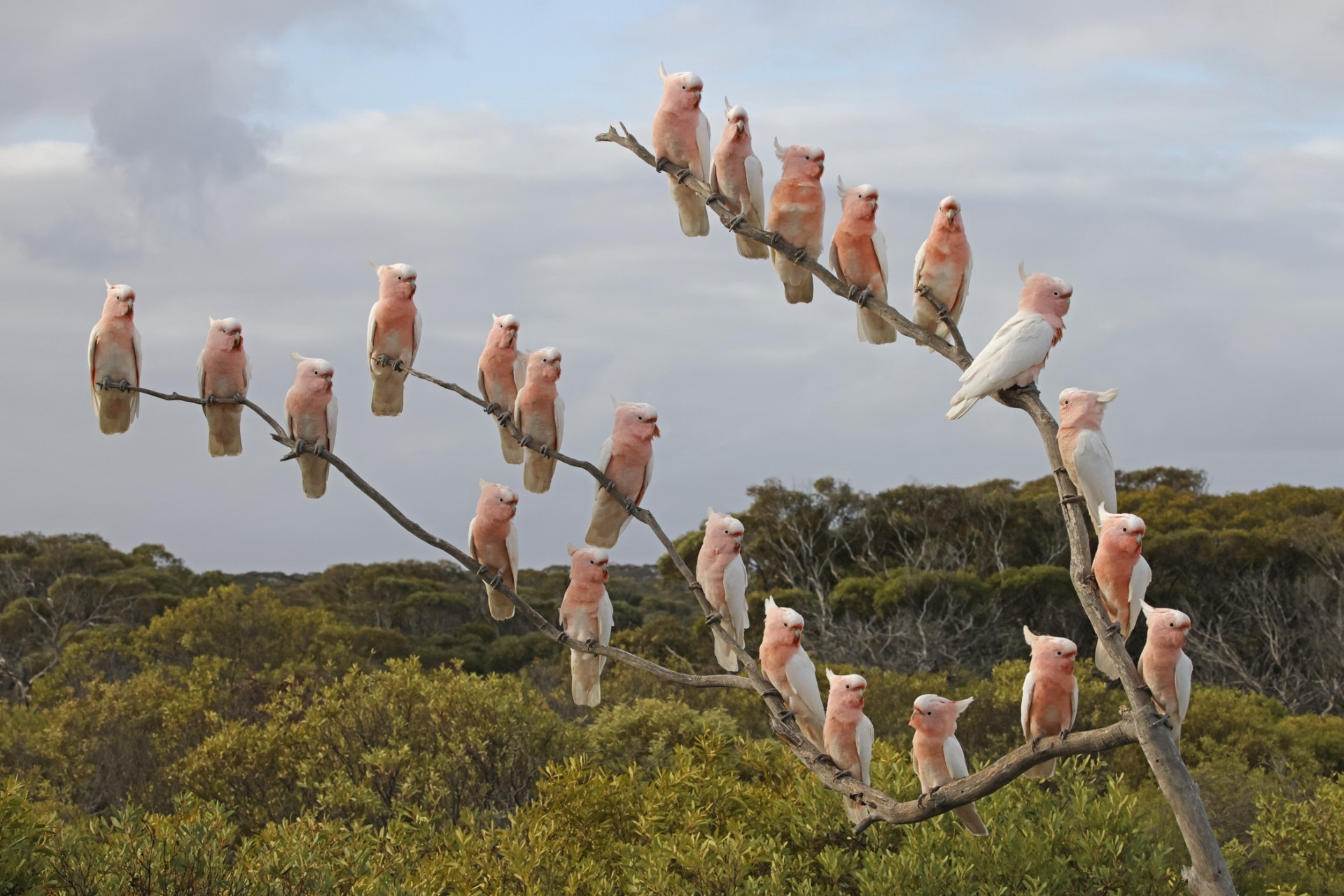 A large number of galas sitting on a branch