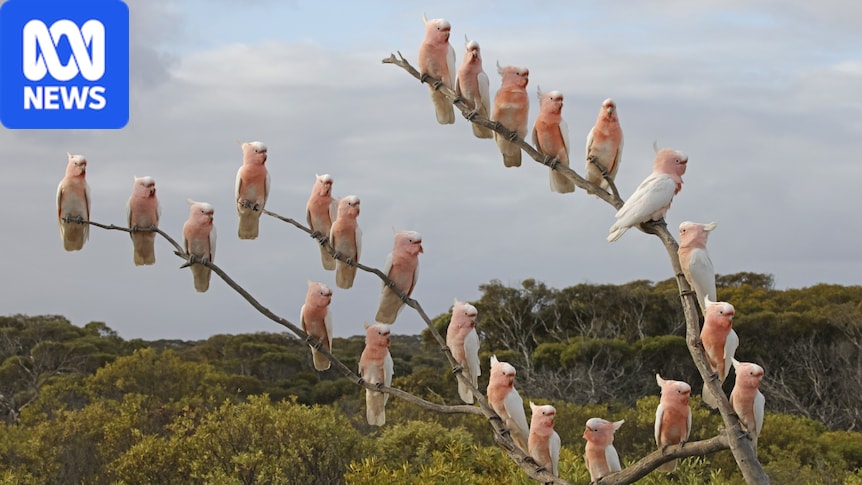 Australia's Oldest Bird Observatory Remains Closed Amid Avian Flu Crisis
