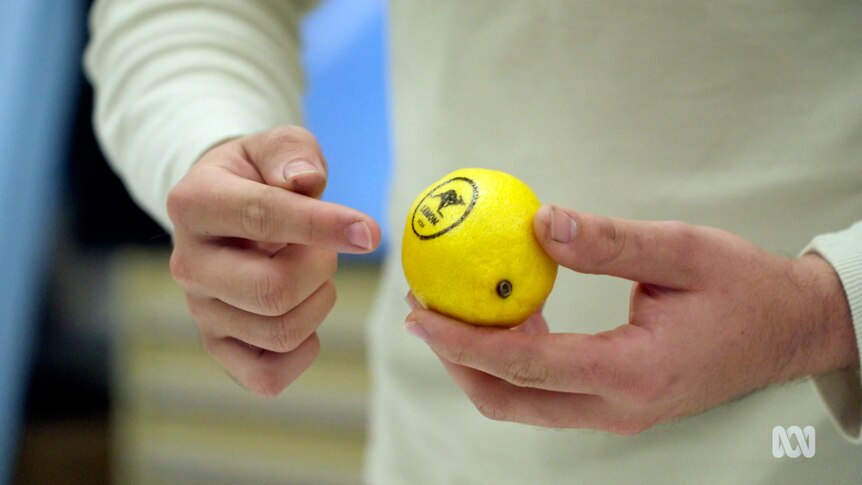 A design student stands in front of a screen showing a lemon with an ink stamp on it