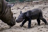 A close up of a small rhinoceros calf standing on sand and with its head close to its approaching mother's.