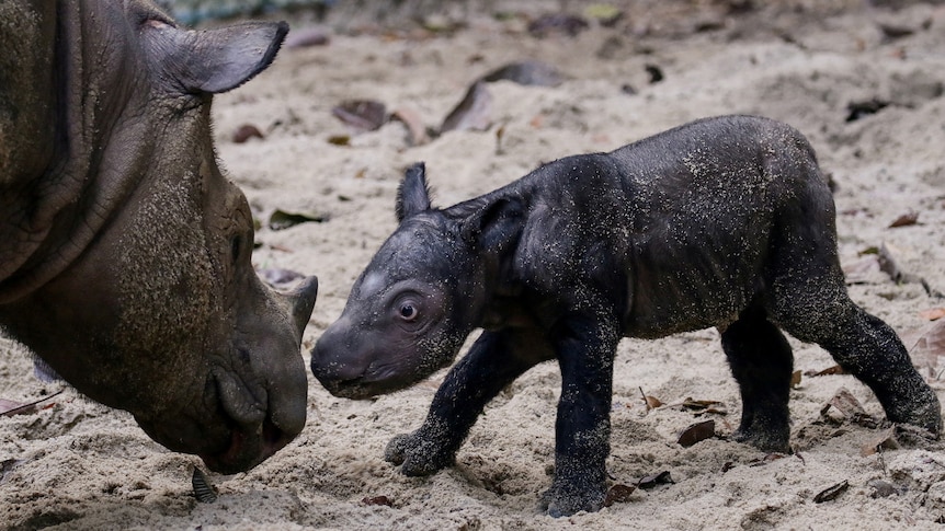 A close up of a small rhinoceros calf standing on sand and with its head close to its approaching mother's.