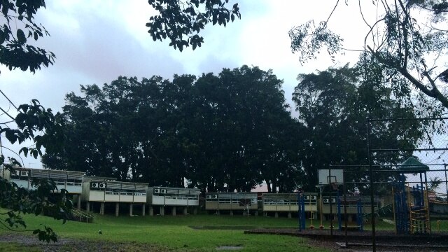 Trees tower over the Alstonville Public School