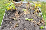 A garden bed bereft of potatoes after theft.