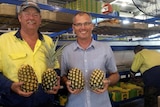 Peter Sherrif and Joe Craggs hold pineapples in a packing shed.