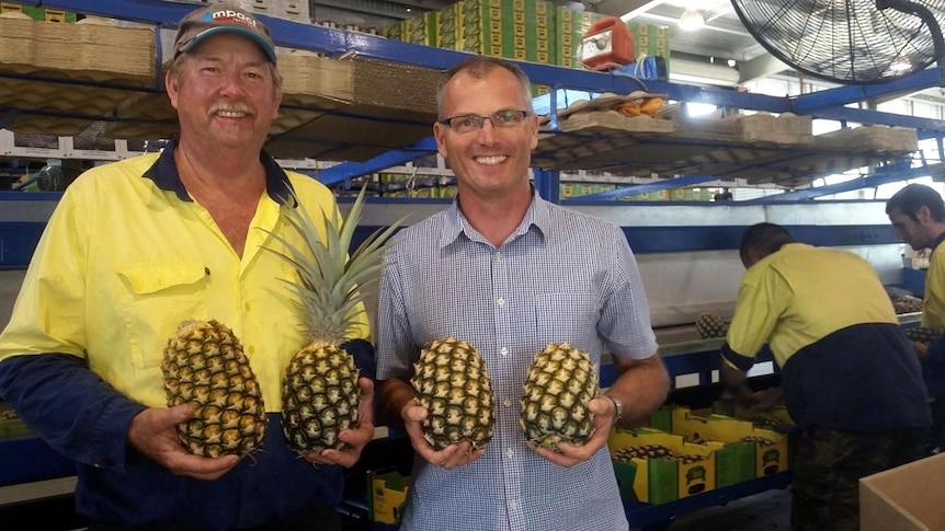 Peter Sherrif and Joe Craggs hold pineapples in a packing shed.