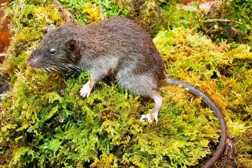 The slender rat lounges on some moss