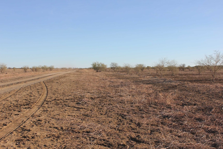 A dry paddock in western Queensland.