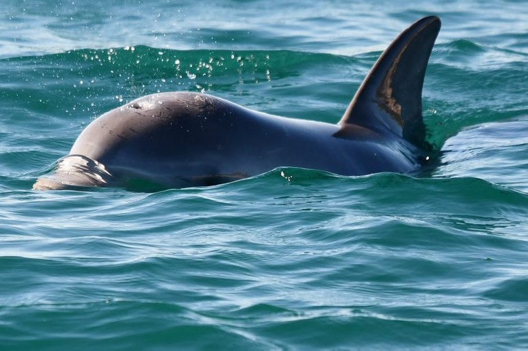 A front shot of a small dolphin