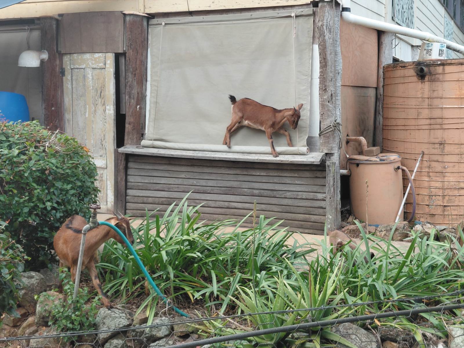 Young goats crawl around in the yard of a house on middle percy.
