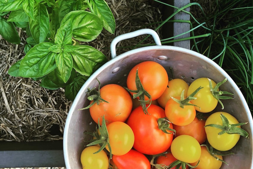 A bucket of freshly picked tomatoes sits next to a garden bed with basil plants, growing food at home while renting.