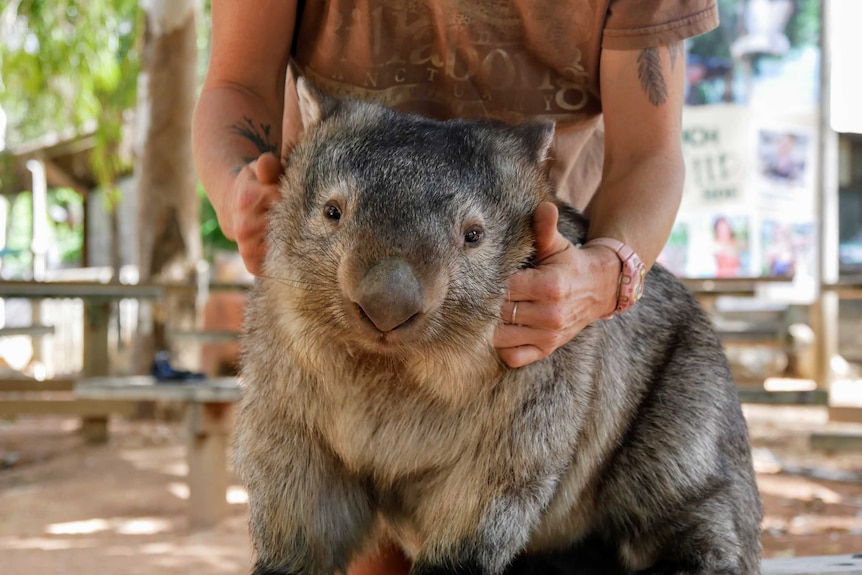 Wombat standing on a wooden bench at a wildlife sanctuary and a worker scratching her face.