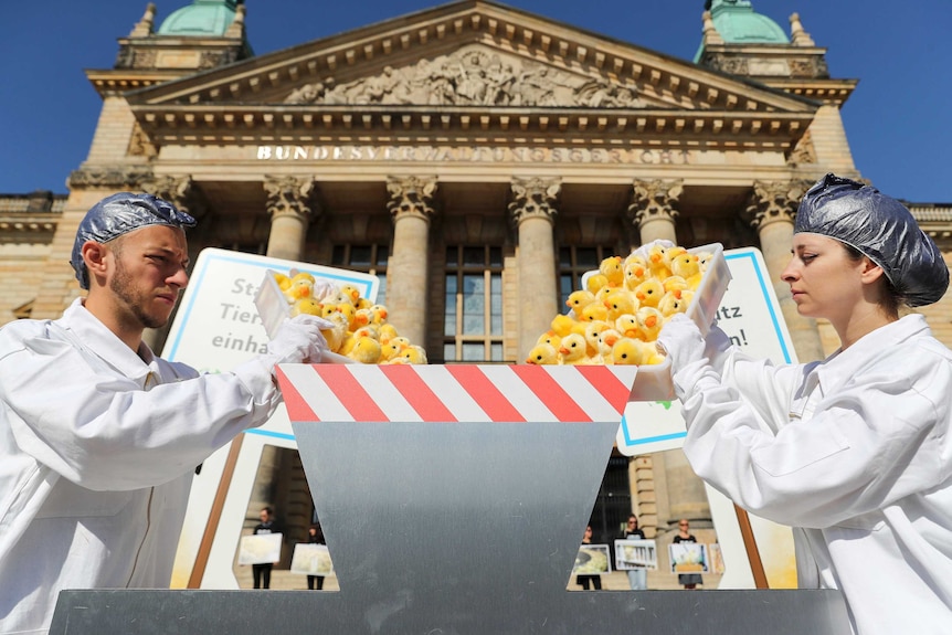 Man and woman wearing white lab coats and hair nets stand outside court and pour toy yellow chicks into a giant grinder