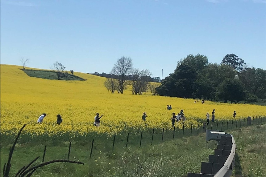 More than a dozen people standing in a canola crop on a sunny day.