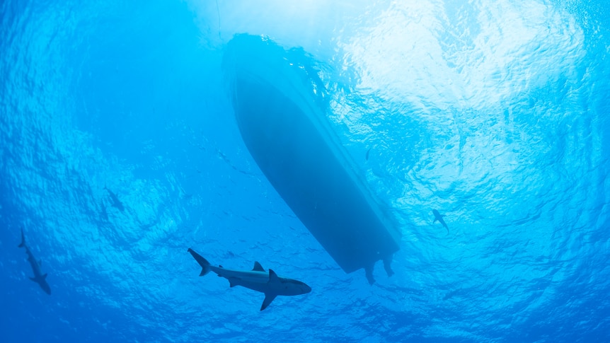 Sharks under a boat.