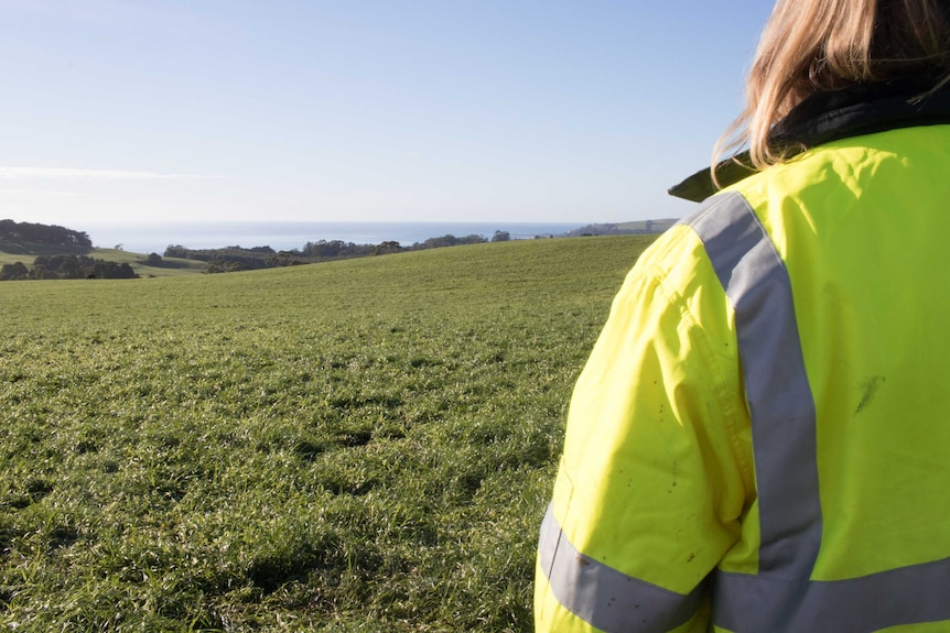 man looks at paddock of grass with nice view of Bass Strait
