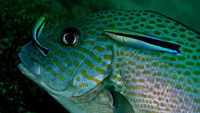 Small cleaner wrasse clean a larger fish